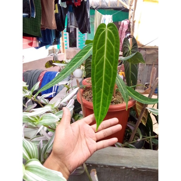 anturium waroqeanum/ lidah gajah