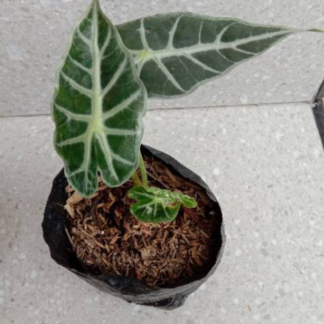 Alocasia parazol / parasol / alokasia