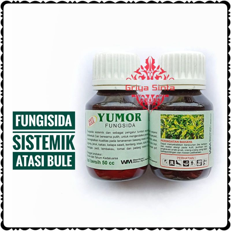 Fungisida Sistemik Yumor cegah bule bulai jagung atasi layu bercak daun buah