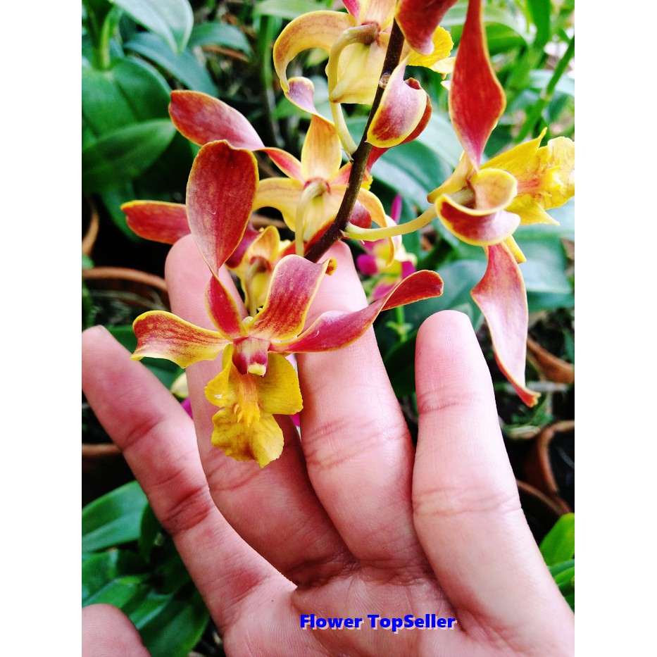 Anggrek Dendrobium Burana Horn / Anggrek / Bunga Anggrek / Anggrek Dendrobium
