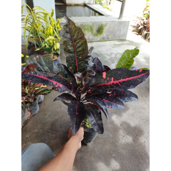 puring Nn (hibrid) biji bunga puring langka jenis dan bergaransi kualitas nya