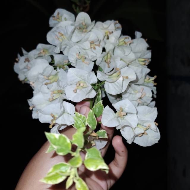 Bugenvil Varigata Putih / Bibit Varigata / Bibit Bugenvil / Tanaman Hias