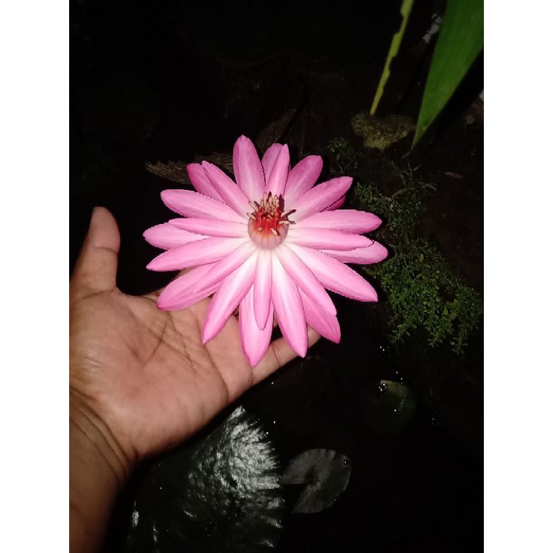 Teratai air tanaman air tanaman kolam koi bahan aquascape tanaman hidup