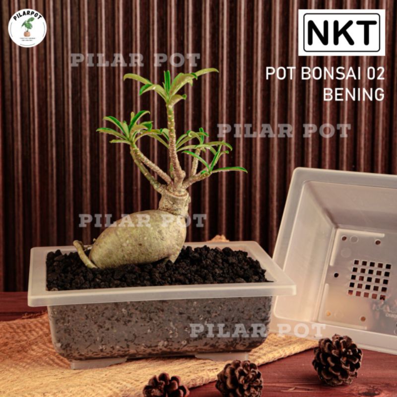 pot bunga tanaman ceper NKT BONSAI 02 BENING TRANSPARAN - NKT BONSAI 02