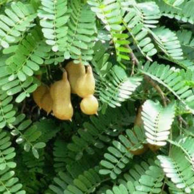 

SUPER MURAH daun asam Jawa/sinom herbal