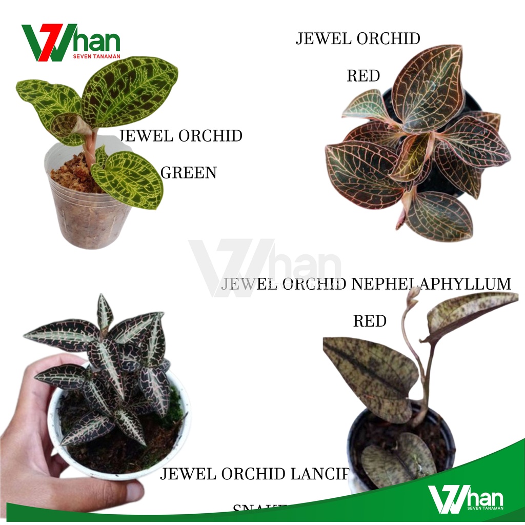 PAKET PROMO JEWEL ORCHID KIAKSARA WHAN7 TANAMAN