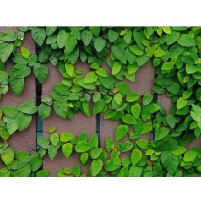 Dolar Mini - Tanaman Rambat - Bibit Tanaman - Tanaman Dolar