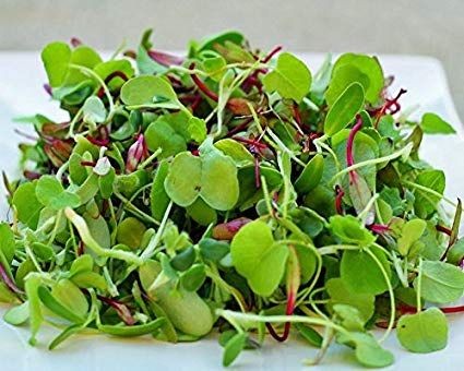 Benih-Bibit Microgreen Spicy Micro Mix Organik (Haira Seed)
