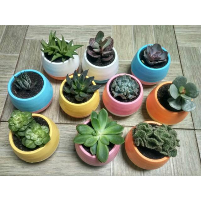 sekulen kaktus mini lengkap pot warna dan media tanam