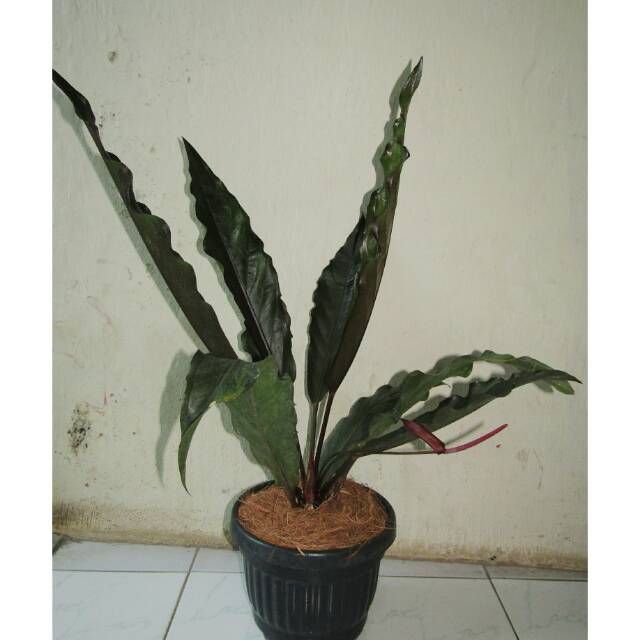 Anthurium Keris Black Tanaman Hias Anterium Shopee Indonesia