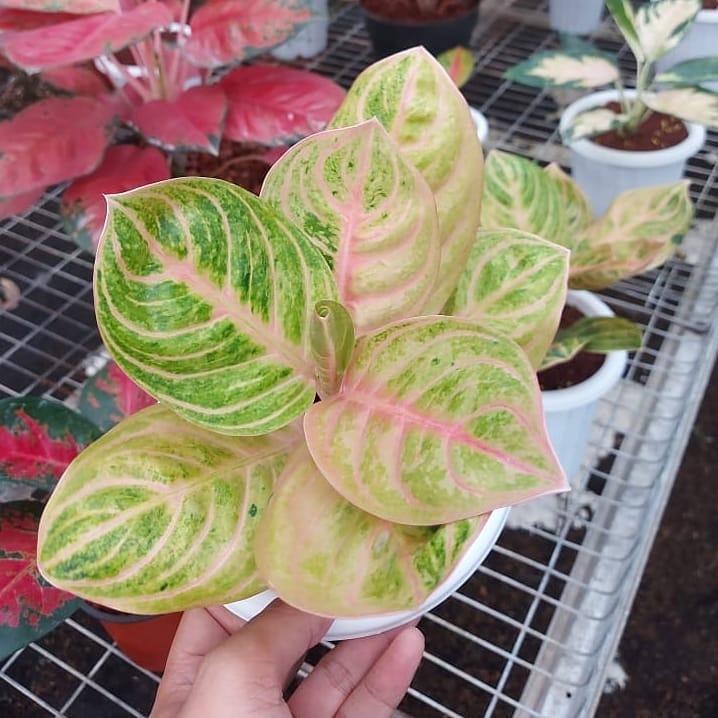 Bonggol aglonema rinjani