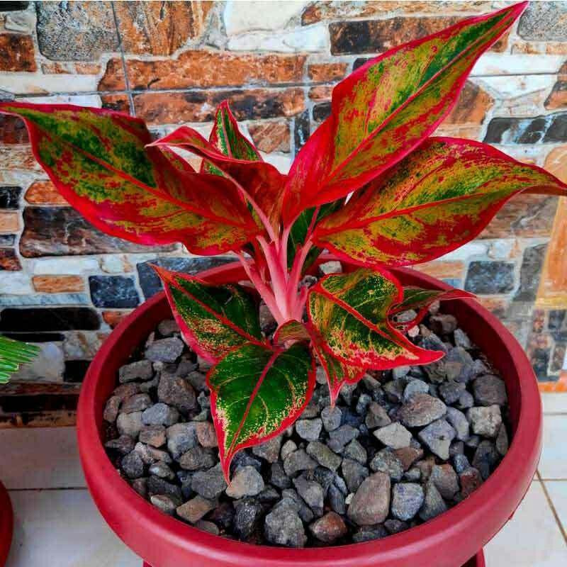 FLO✔ COD bunga hidup tanaman hias murah hiasan taman aglonema lipstik merah klasik-aglaonema-agronem