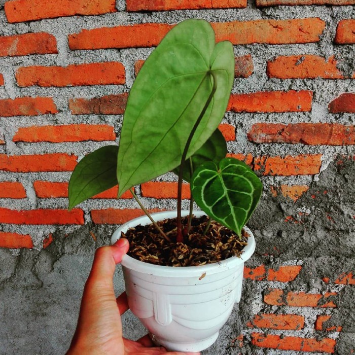 anthurium crystallinum dorayaki - kuping gajah