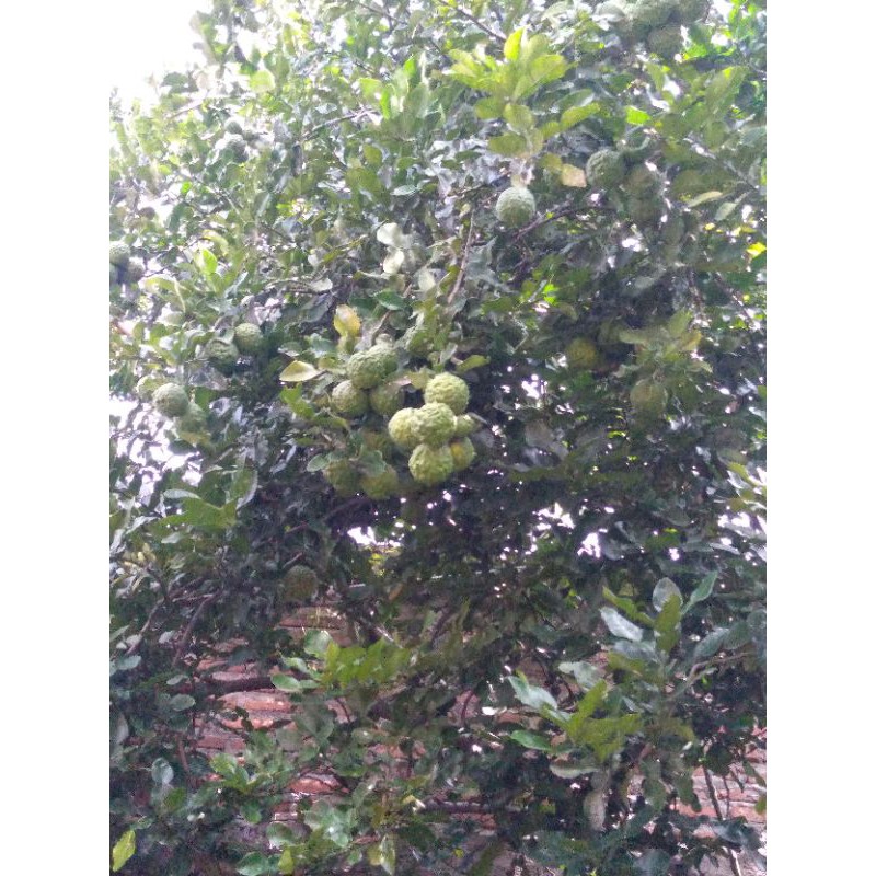 

daun jeruk purut fresh 100g