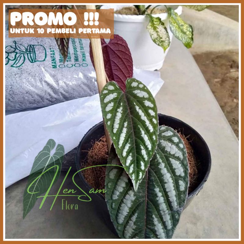 SIRIH KERATON - TANAMAN GANTUNG SIRIH KERATON