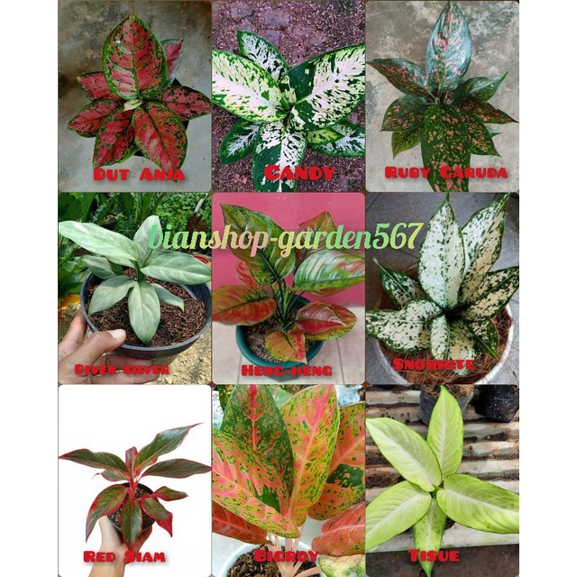 AGLONEMA PAKET ISI 9 JENIS BUNGA AGLONEMA CANTIK TERMURAH √COD
