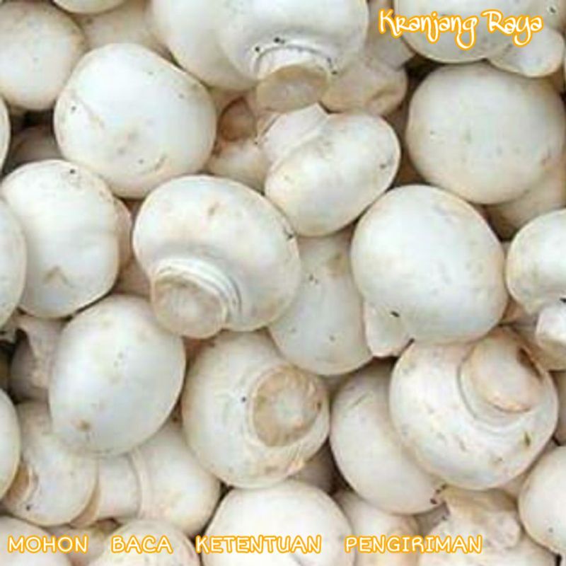 

Jamur Champignon
