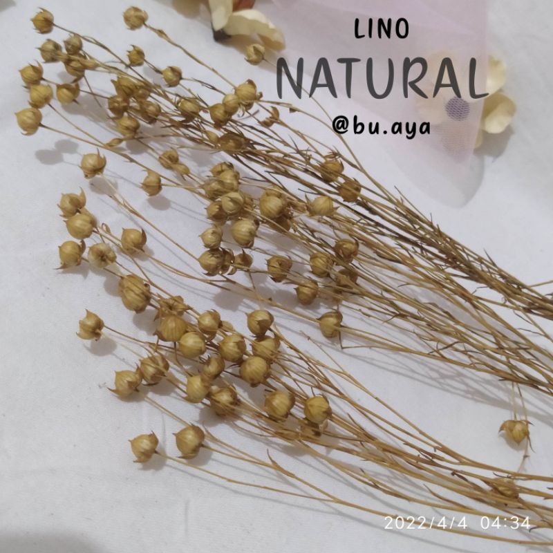 LINO DRIED FLOWER BUNGA KERING UNTUK MAHAR DEKORASI