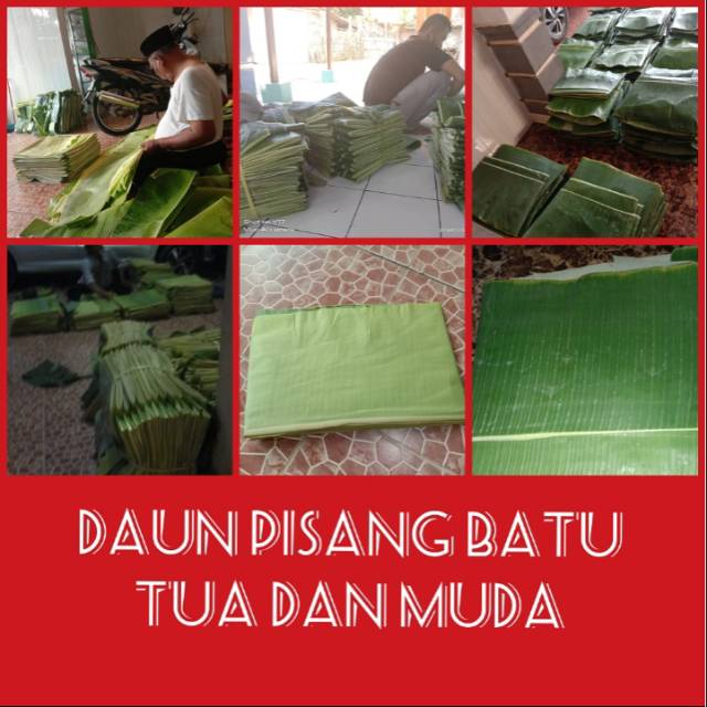 

Daun pisang batu tua dan muda untuk kue nasi bakar dll.