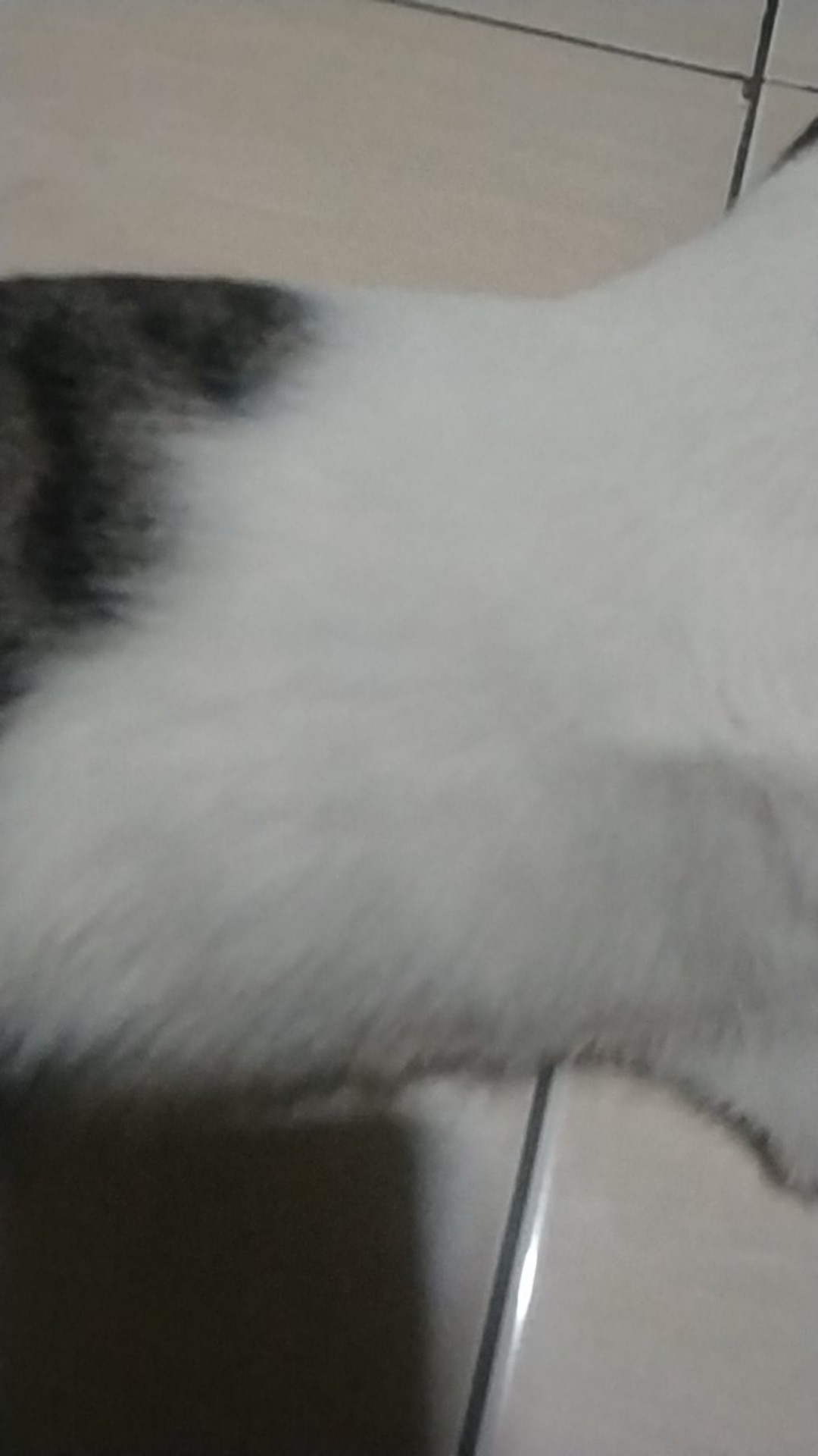 Paket Zernii 1 Zernii , 1 Kapas , 1 Karbon Filter