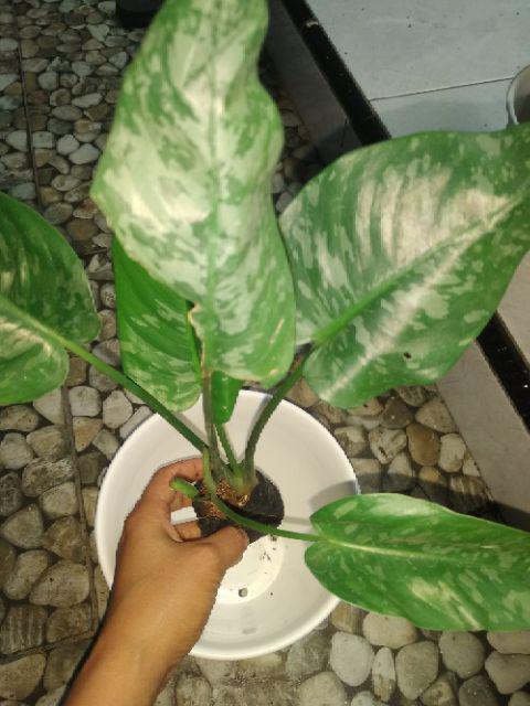 Homalomena Totol Putih