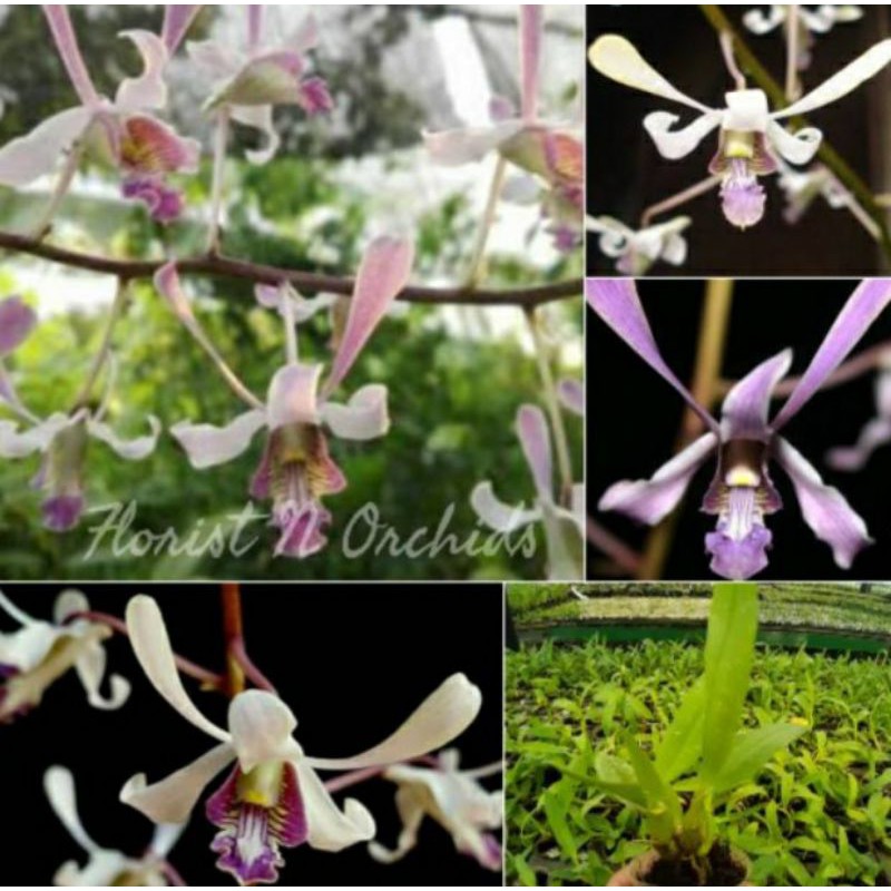 seedling dendrobium lineale