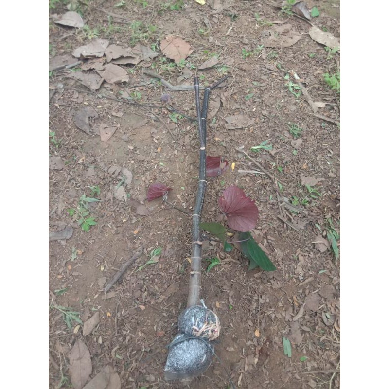 bibit bahan bonsai waru merah