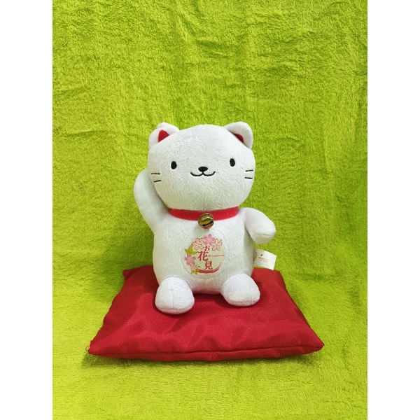 Kucing Hoki White