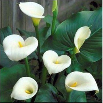 bibit bunga Calla lily