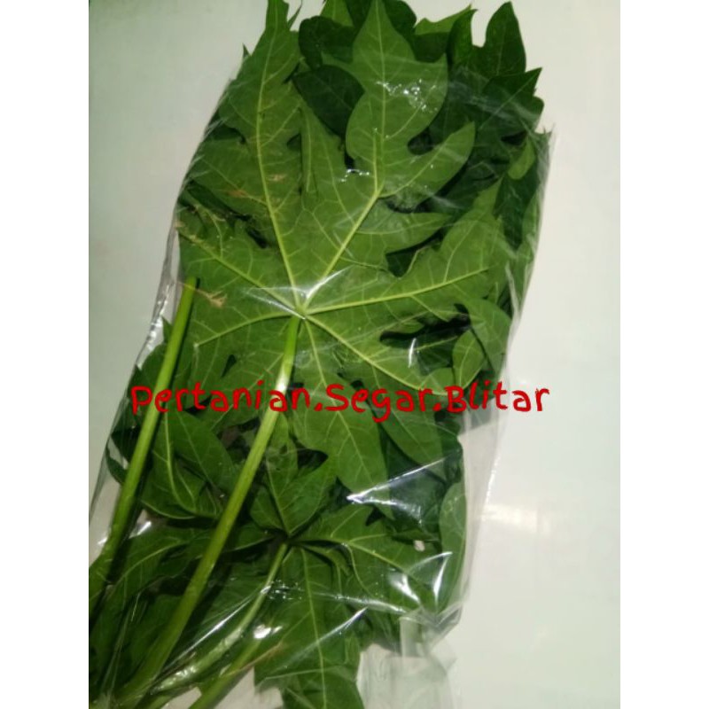 

[Pertanian Blitar] Daun Pepaya Segar Hasil Petik Langsung Fresh Packing Vakum Sayuran Sayur