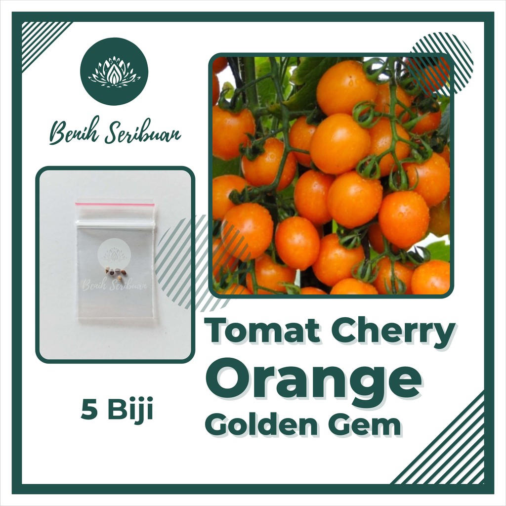 5 Bibit Tomat Cherry Orange Golden Gem F1 Benih Sayuran Chery Buah Cerry Bulat Ceri Tanaman Hias