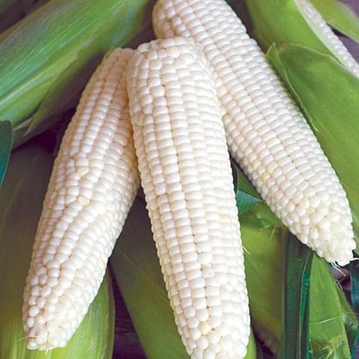 

KETAN-BERAS- JAGUNG KETAN PUTIH/ JANGUNG FREAH -BERAS-KETAN.