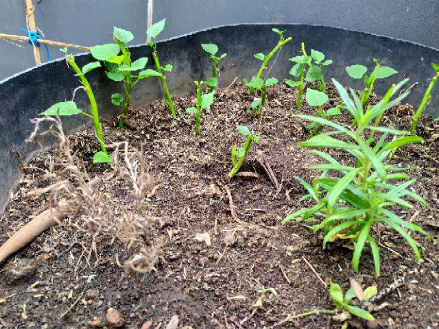 Tanaman Hias Lavender