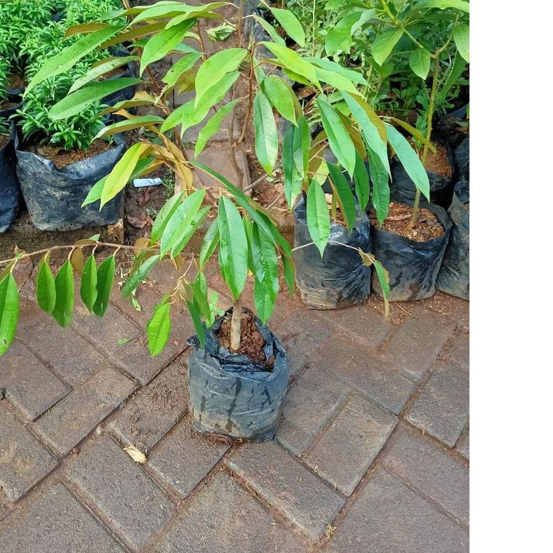 ✪ [CANGKOK] BIBIT TANAMAN POHON BUAH DUREN DURIAN MONTONG MUSANG KING MEDAN PALU BAWOR ☀