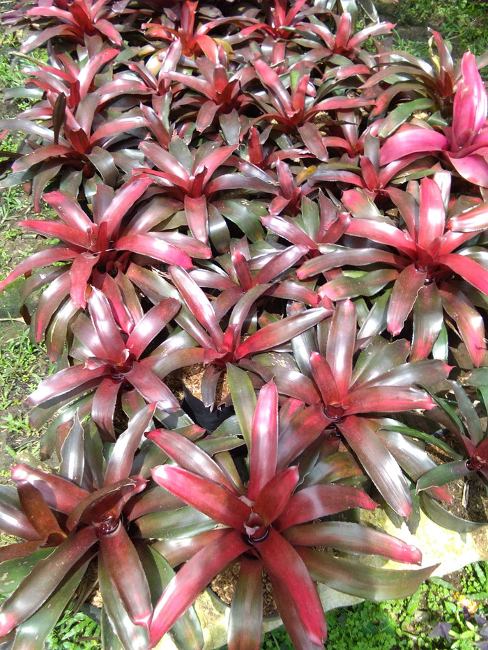 Bromelia merah / Tanaman hias bromelia /bromelia jumbo