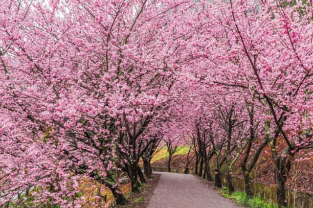 Benih Bibit Biji - Bunga Sakura (Japanese Cherry Blossoms) Flower Seeds - IMPORT JAPAN