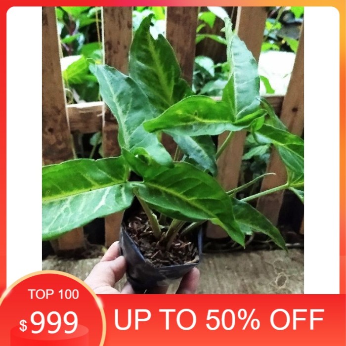 syngonium angustatum singonium tanaman hias