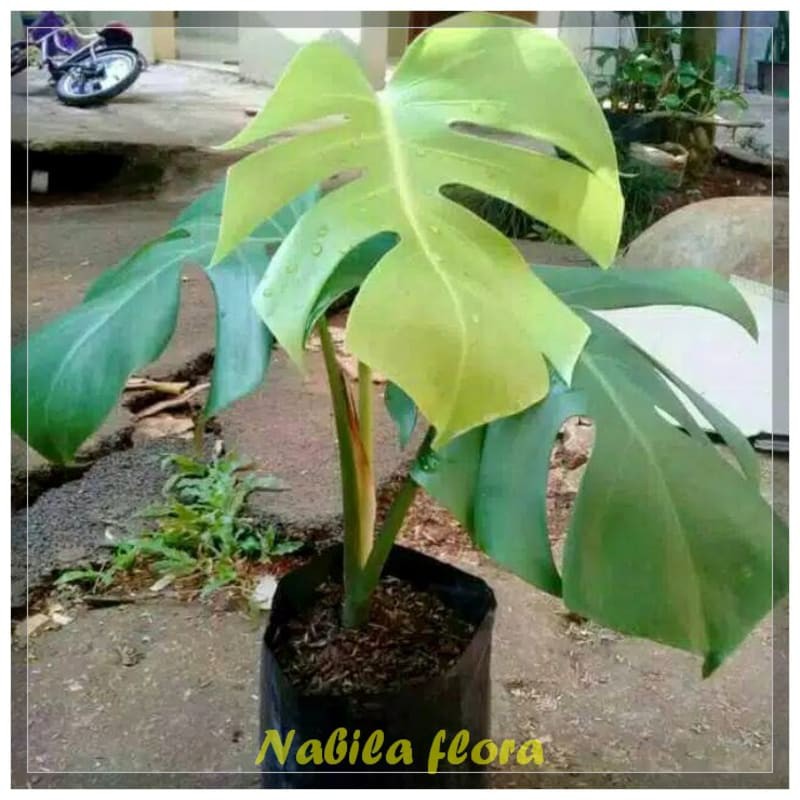 Tanaman/pohon hias monstera deliciosl murah