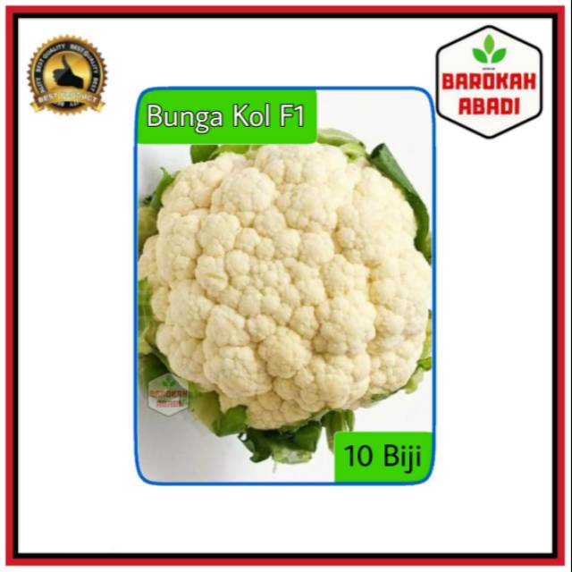 10 Biji - Benih Bunga Kol BIMA 45 F1 Toleran panas