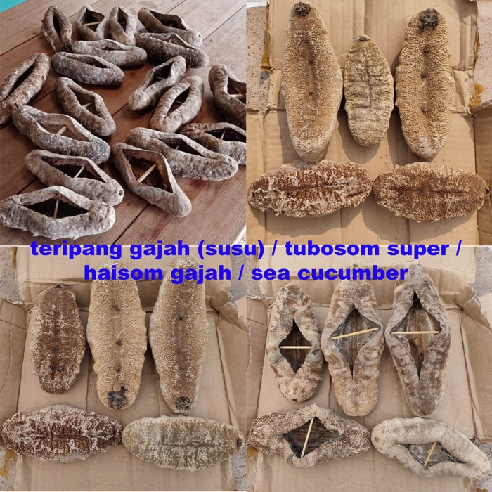 

teripang gajah / tubosom / haisom gajah / Timun Laut / sea cucumber SUPER