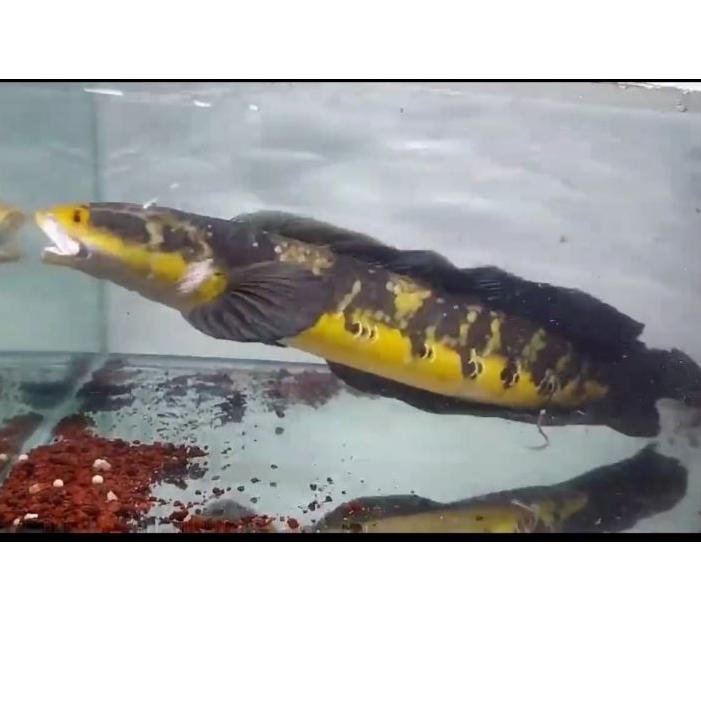 Import Terbaik (COD) ikan channa 23-25 cm maru yellow sentarum (red eye ) chana ys ( GARANSI IKAN HI