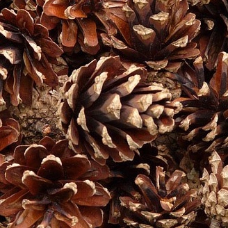 Biji pinus Pine Cone Mainan gigit hewan Hamster Kelinci Chew Pet Toy Bunga pinus Dekorasi pinecone