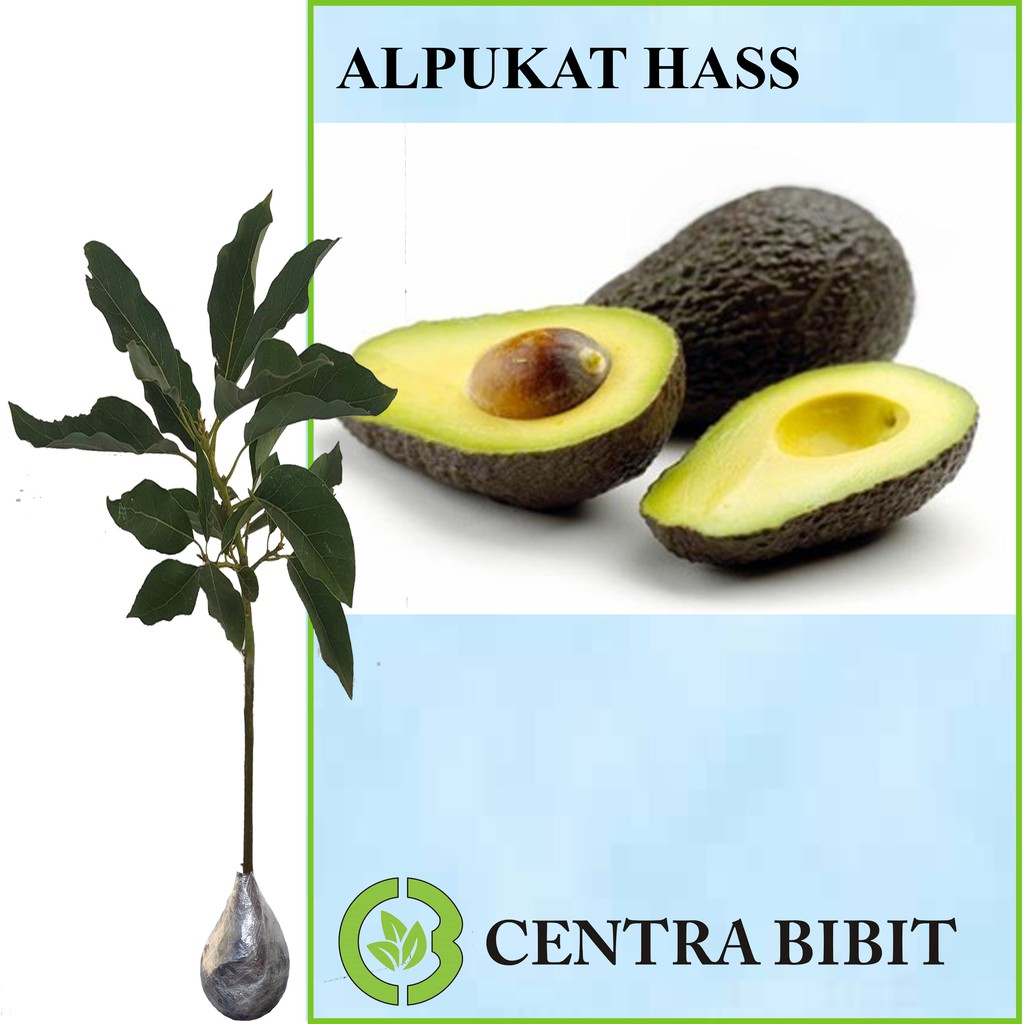 Tanaman Buah Alpukat Hass