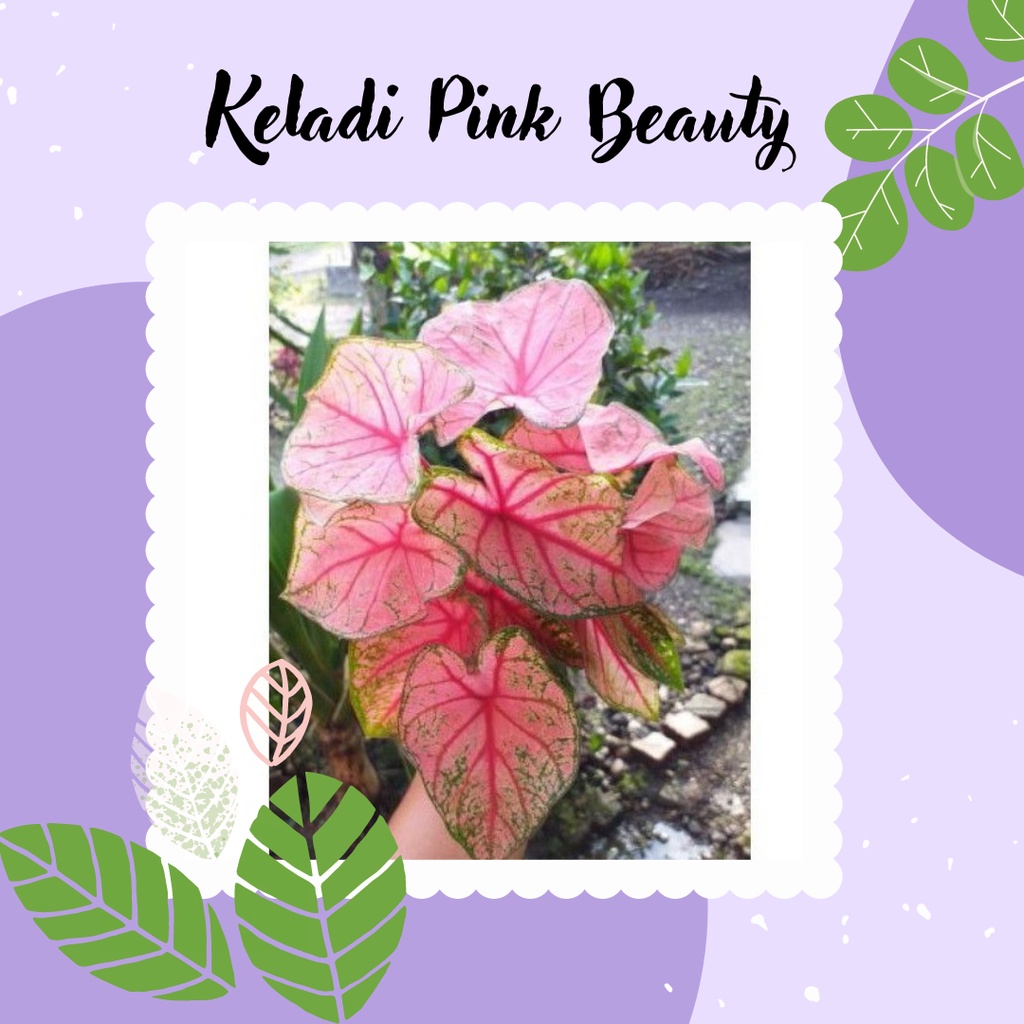 TANAMAN HIAS CALADIUM PINK BEAUTY KELADI PINK BEAUTY