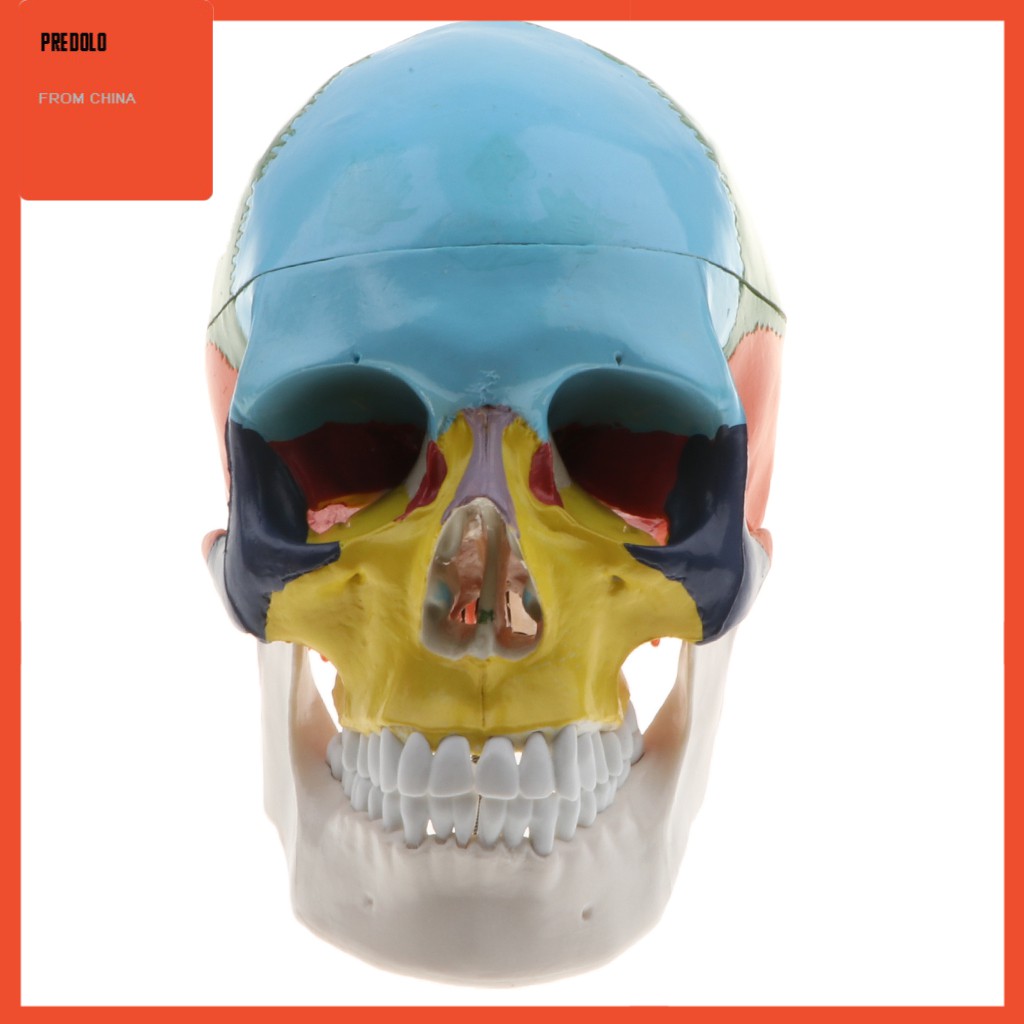 [In Stock] Colored 1:1 Anatomical Human 8 Parts Brain &amp; Head Skull Skeleton Model Set