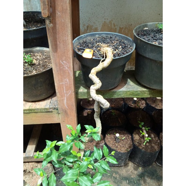 bahan bonsai sakura mikro