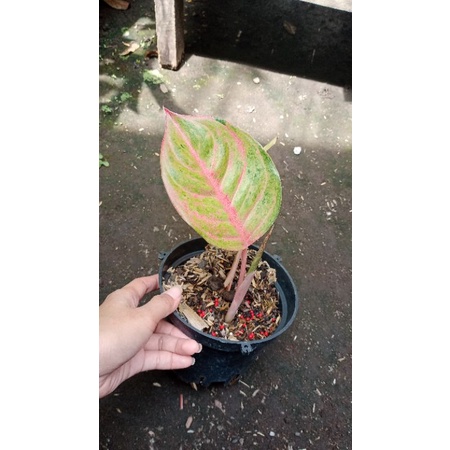aglaonema susan mutasi