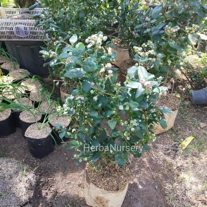 TERLARIS Bibit pohon blueberry - pohon buah blueberry - berbuah