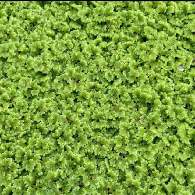 Tanaman air azolla