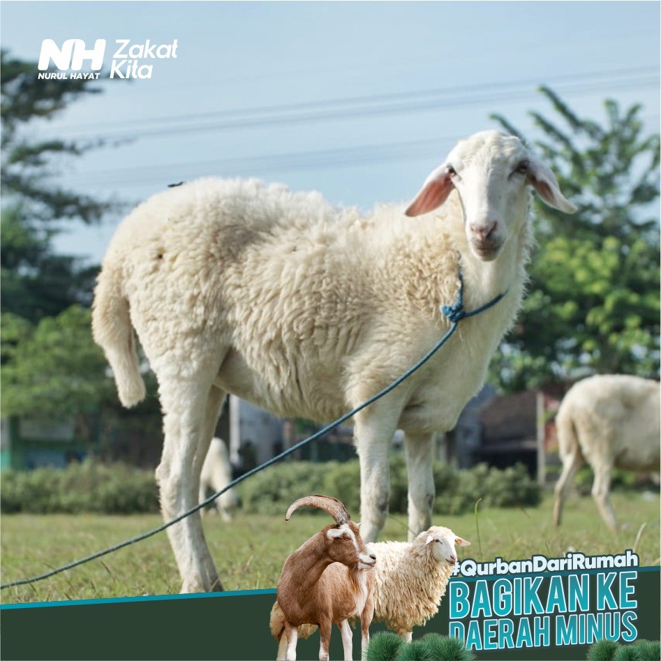 Kambing Qurban Standard Nurul  Hayat